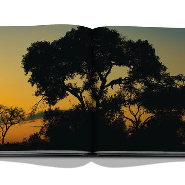 Londolozi: The Safari That Changed Everything