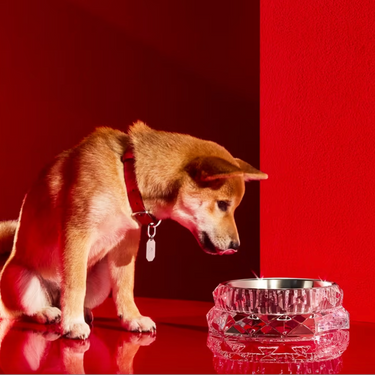 Louxor Pet Bowl