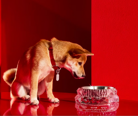 Louxor Pet Bowl